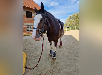 Shire Horse, Yegua, 8 años, 170 cm, Castaño