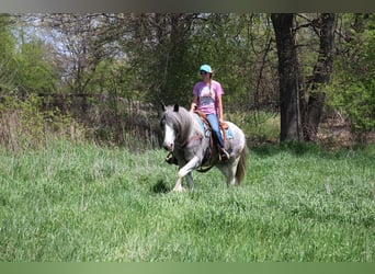 Shire Horse, Yegua, 9 años, 168 cm, Sabino