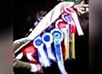 Shire Horse, Yegua, 9 años