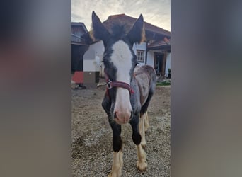 Shire Horse, Yegua, Potro (08/2023), 180 cm, Musgo