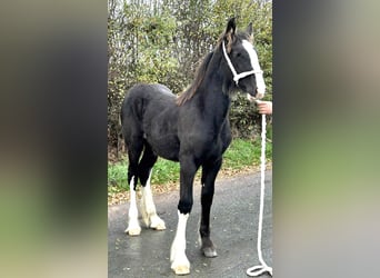 Shire Horse, Yegua, Potro (03/2025)