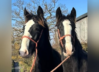 Shire Horse, Yegua, Potro (04/2025)