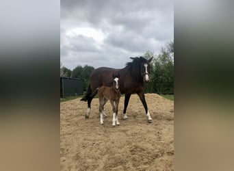 Shire Horse Mestizo, Yegua, Potro (04/2026), Castaño