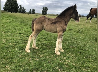 Shire Horse, Yegua, Potro (05/2026), Negro
