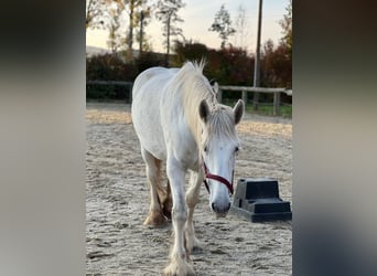 Shire, Klacz, 11 lat, 180 cm, Siwa