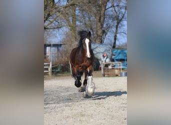 Shire, Klacz, 11 lat, 183 cm, Gniada