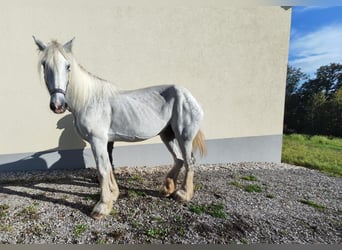 Shire, Klacz, 11 lat, 187 cm, Siwa Shire, Klacz, 11 lat, 187 cm, Siwa