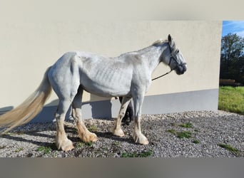 Shire, Klacz, 11 lat, 187 cm, Siwa Shire, Klacz, 11 lat, 187 cm, Siwa