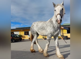 Shire, Klacz, 11 lat, 187 cm, Siwa Shire, Klacz, 11 lat, 187 cm, Siwa