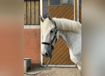 Shire Mix, Klacz, 14 lat, 188 cm, Siwa jabłkowita