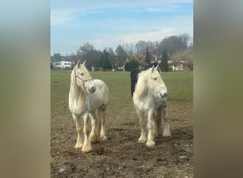 Shire, Klacz, 16 lat, 180 cm, Siwa