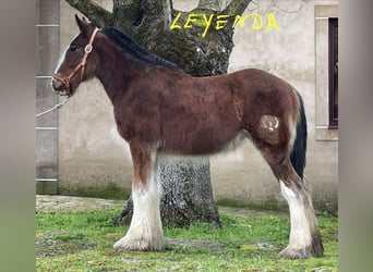 Shire, Klacz, 1 Rok, 152 cm, Gniada