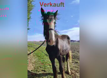 Shire, Klacz, 2 lat, 169 cm, Ciemnogniada