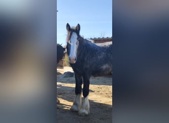 Shire, Klacz, 2 lat, 170 cm, Może być siwy