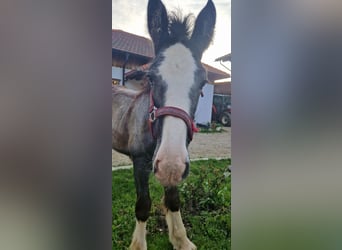Shire, Klacz, 2 lat, 170 cm, Może być siwy