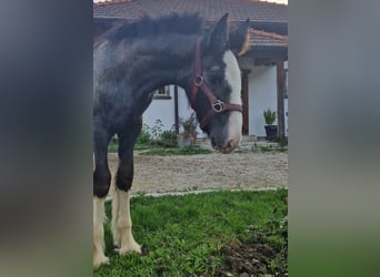 Shire, Klacz, 2 lat, 170 cm, Może być siwy