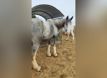 Shire, Klacz, 2 lat, 180 cm, Siwa