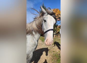 Shire, Klacz, 2 lat, 180 cm, Siwa