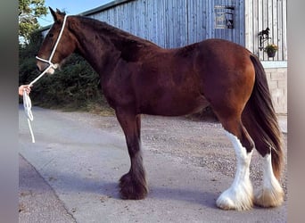 Shire, Klacz, 2 lat