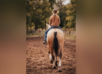 Shire Mix, Klacz, 3 lat, 157 cm, Jelenia