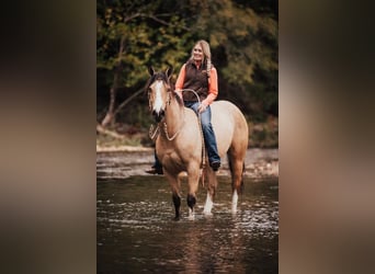Shire Mix, Klacz, 3 lat, 157 cm, Jelenia