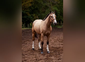 Shire Mix, Klacz, 3 lat, 157 cm, Jelenia
