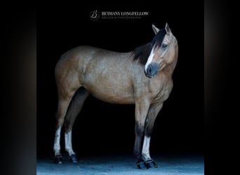Shire Mix, Klacz, 3 lat, 157 cm, Jelenia
