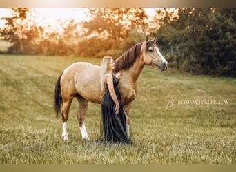 Shire Mix, Klacz, 3 lat, 157 cm, Jelenia
