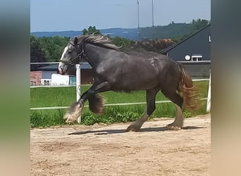 Shire, Klacz, 3 lat, 170 cm, Może być siwy