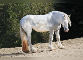 Shire, Klacz, 4 lat, 168 cm, Siwa