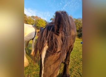Shire, Klacz, 4 lat, 171 cm, Kara