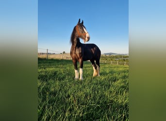 Shire, Klacz, 4 lat, 173 cm, Gniada