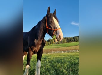 Shire, Klacz, 4 lat, 173 cm, Gniada