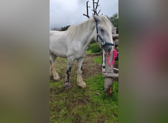 Shire, Klacz, 4 lat, 180 cm, Siwa Shire, Klacz, 4 lat, 180 cm, Siwa
