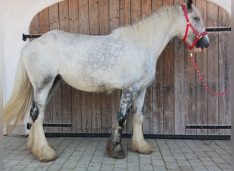 Shire, Klacz, 4 lat, 180 cm, Siwa Shire, Klacz, 4 lat, 180 cm, Siwa