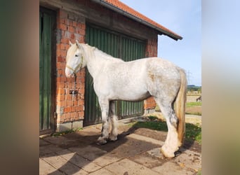 Shire, Klacz, 4 lat, 182 cm, Siwa