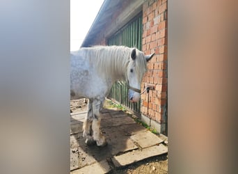 Shire, Klacz, 4 lat, 182 cm, Siwa
