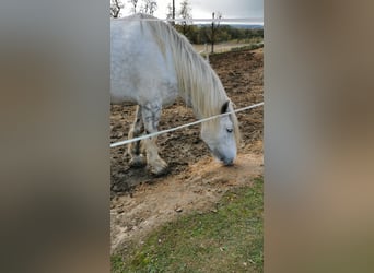 Shire, Klacz, 4 lat, 182 cm, Siwa