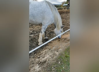 Shire, Klacz, 4 lat, 182 cm, Siwa