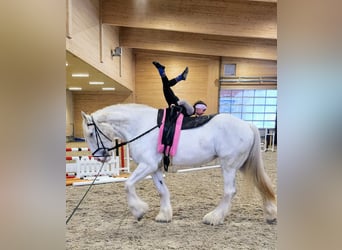 Shire, Klacz, 5 lat, 184 cm, Siwa