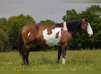 Shire Mix, Klacz, 5 lat, Srokata