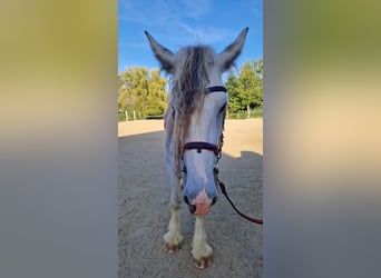 Shire, Klacz, 6 lat, 173 cm, Siwa
