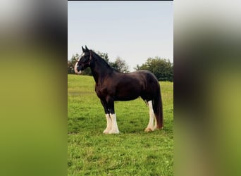 Shire, Klacz, 6 lat, 180 cm, Kara