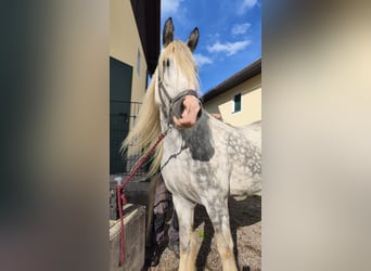 Shire, Klacz, 8 lat, 171 cm, Siwa