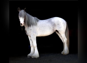 Shire, Klacz, 9 lat, 168 cm, Sabino