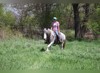 Shire, Klacz, 9 lat, 168 cm, Sabino