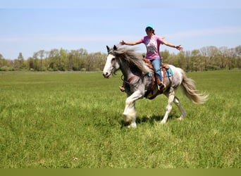 Shire, Klacz, 9 lat, 168 cm, Sabino
