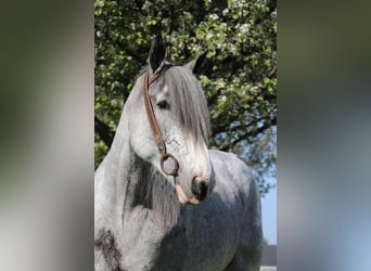 Shire, Klacz, 9 lat, 168 cm, Sabino