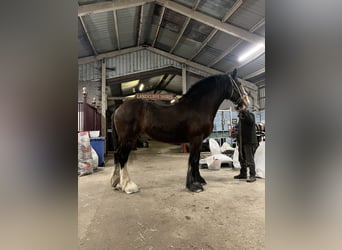 Shire, Klacz, 9 lat, 193 cm, Gniada