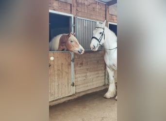 Shire, Merrie, 10 Jaar, 175 cm, Schimmel